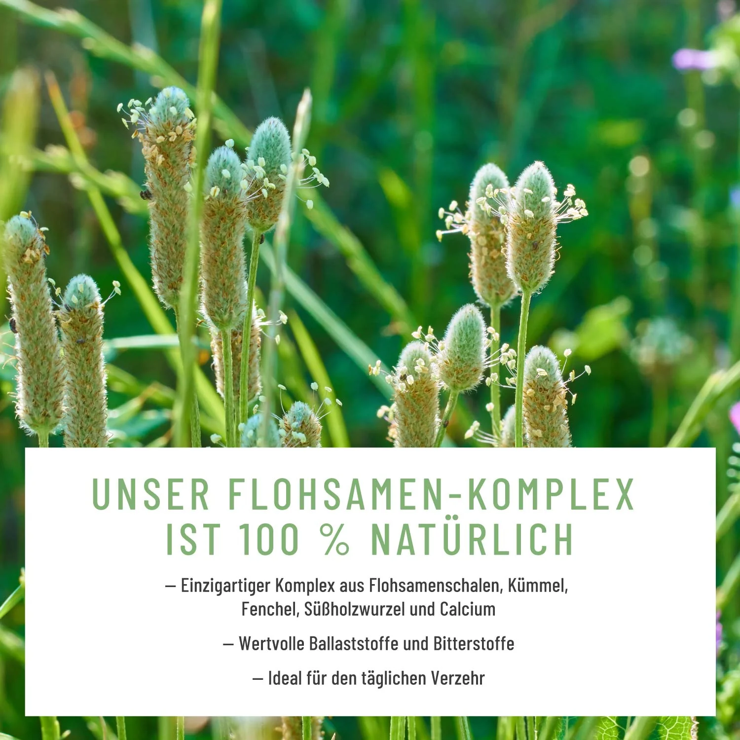 Florasamen: Verdauungs-Komplex* - Image 6