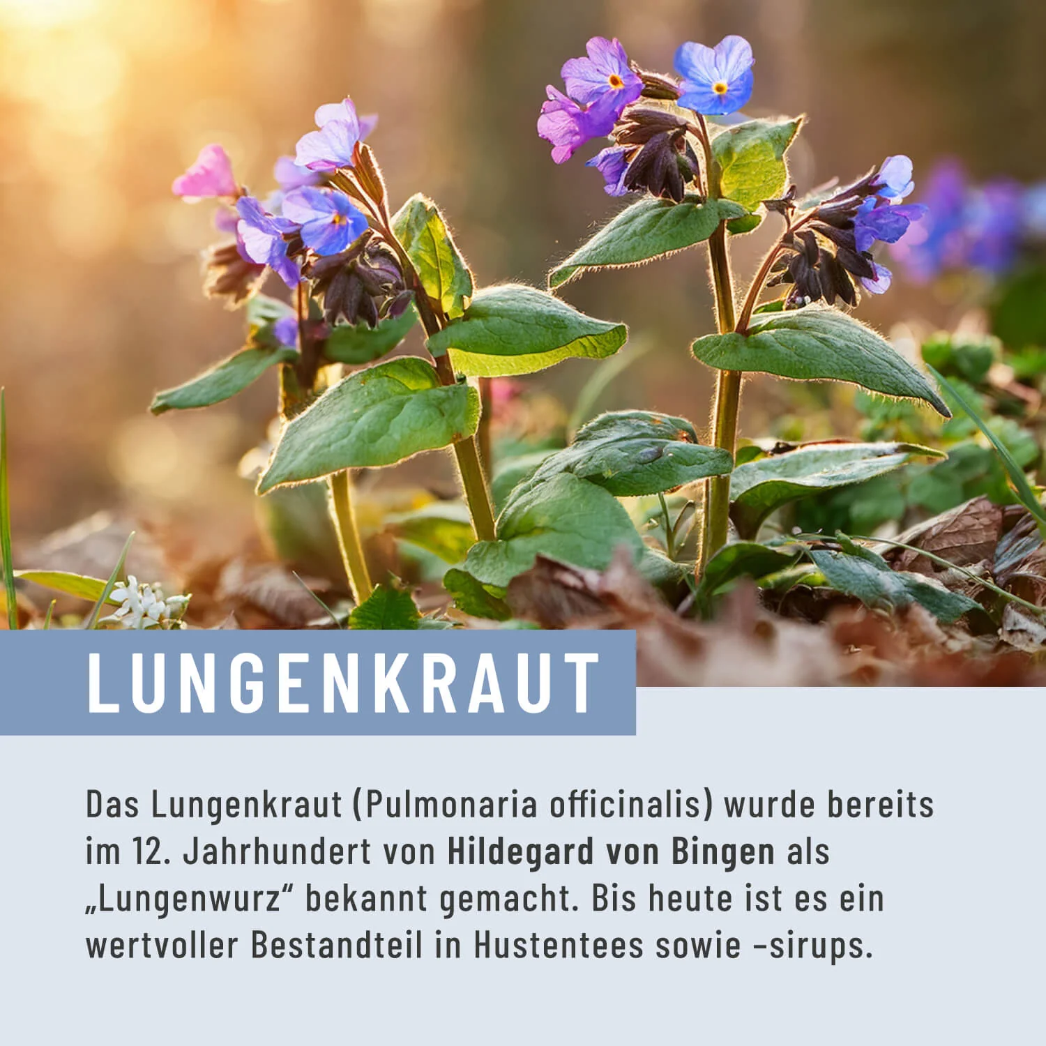Lungenkraut: Mit Eukalyptus, Thymian & NAC - Image 6