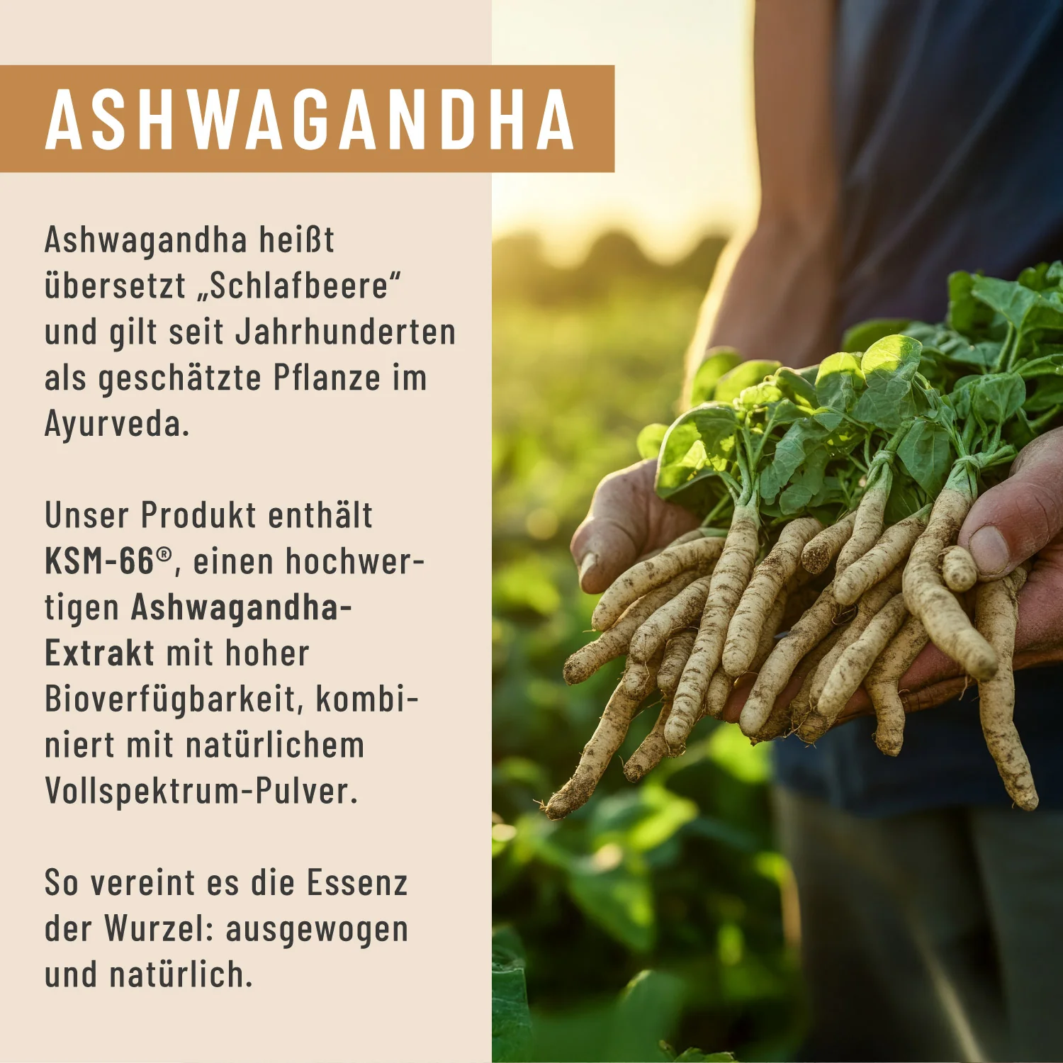 Ruhewurzel: Ashwagandha mit KSM-66® - Image 4