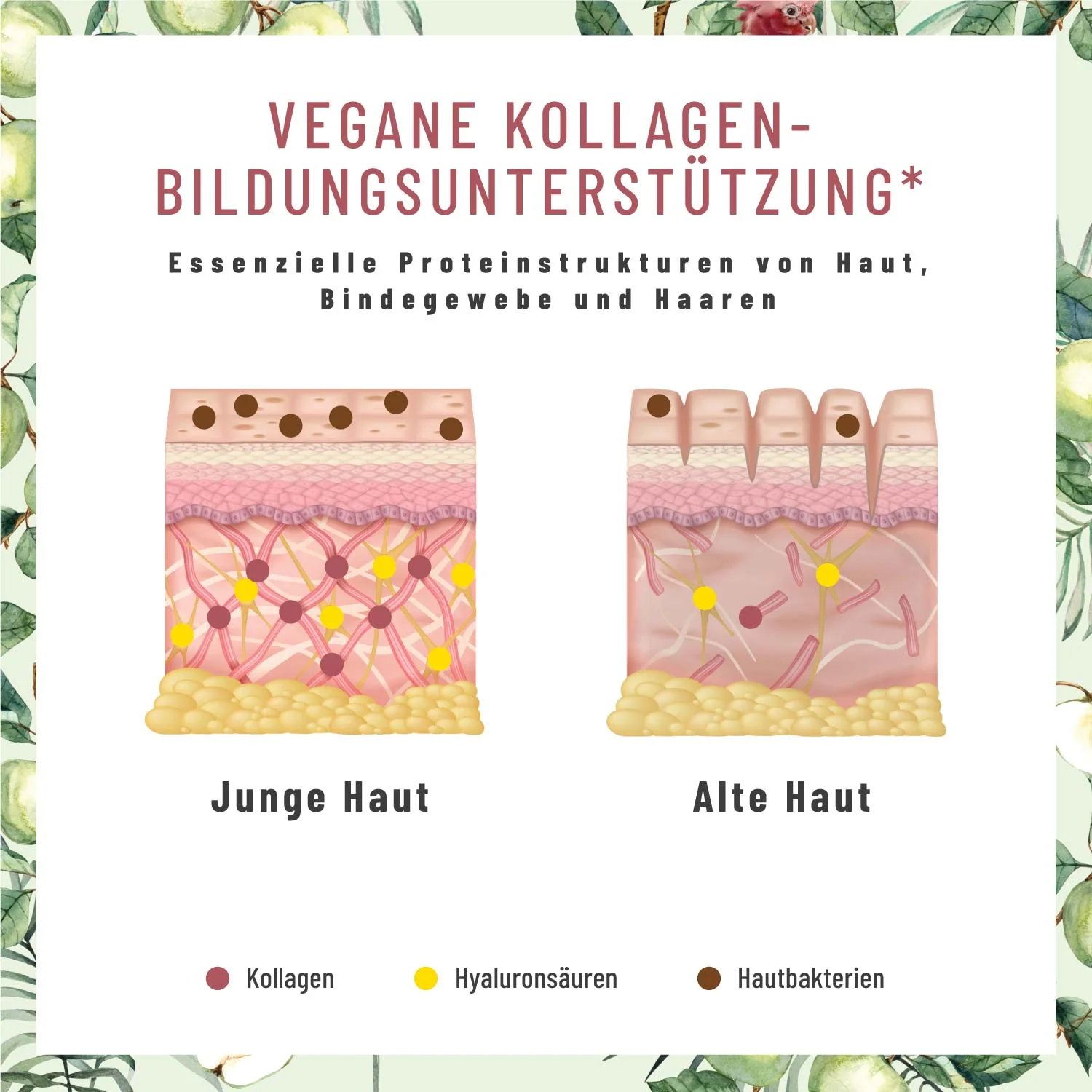 Glanzvoll: Vegane Kollagen-Bildungsunterstützung* mit Vitamin C, Hyaluron, Q10 & D-Biotin - Image 4